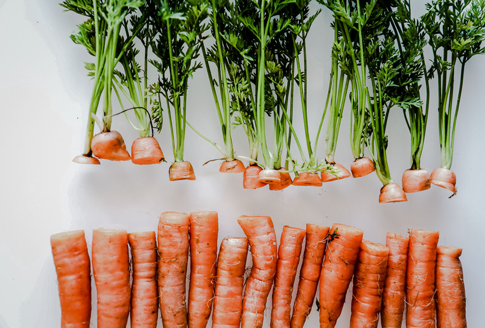 How To Plant Carrots from Carrot Tops image