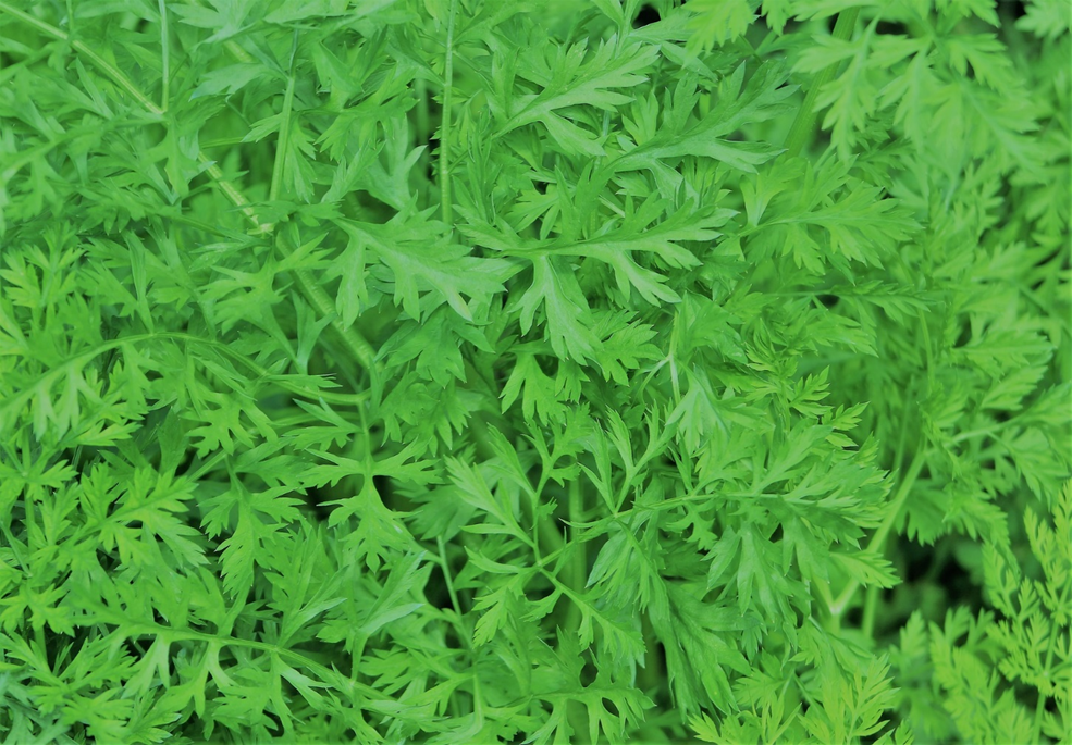 How To Plant Carrots from Carrot Tops image