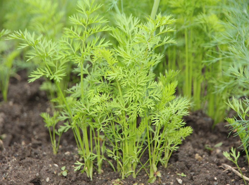 How To Plant Carrots from Carrot Tops image