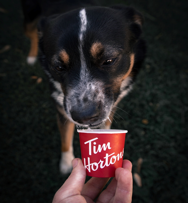 Why Do Dogs Love Eating Ice Cream? image