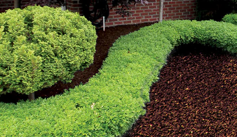 Does Rubber Mulch Prevent Weeds? image